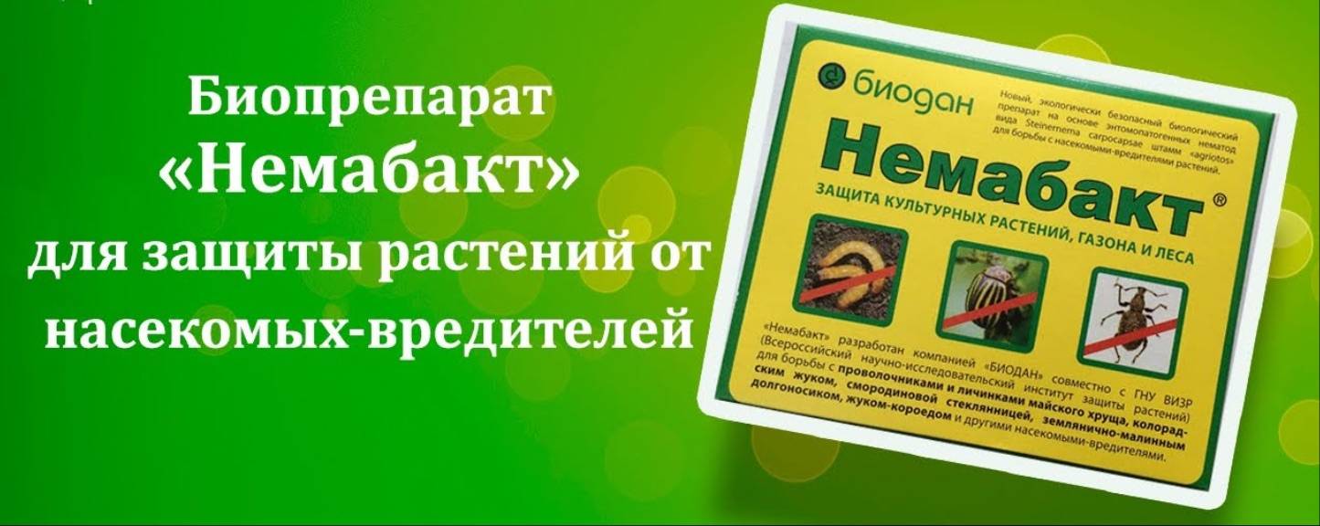 Нематоды против почвообитающих насекомых на supersadovnik.ru