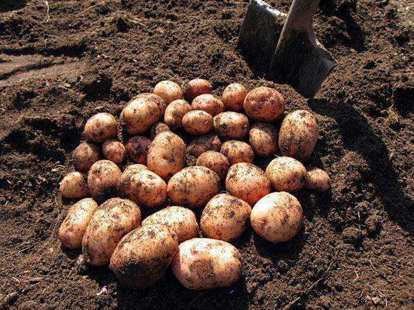 Эффективные минеральные удобрения сегодня – залог хорошего урожая картофеля завтра!