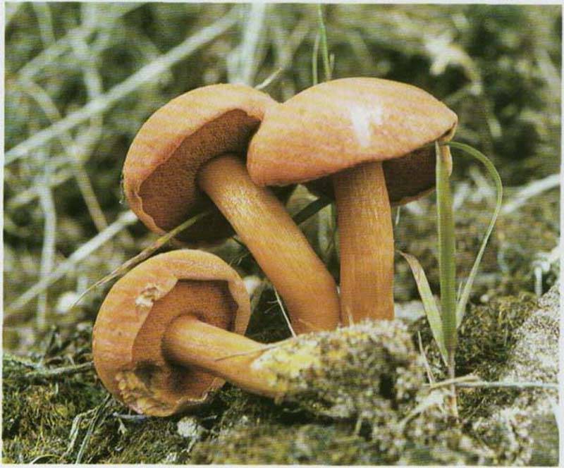 Перечный гриб масленок (chalciporus piperatus): как выглядит, съедобный или нет, как отличить