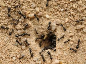 Как избавиться от муравьев в теплице навсегда - средства и препараты