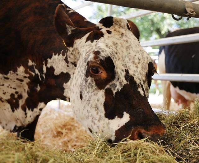 Основные причины поноса у коровы и методы его лечения в домашних условиях