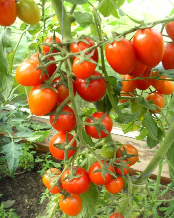 Томат черри саша f1: отзывы и фото помидоров, описание и характеристика сорта