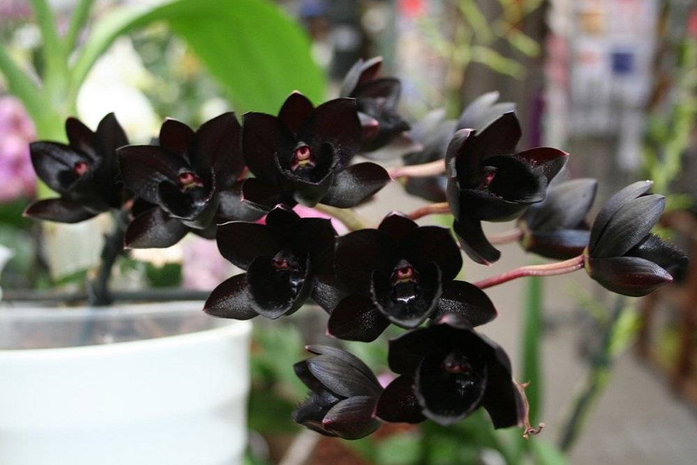 Редкие орхидеи: виды и их описания
