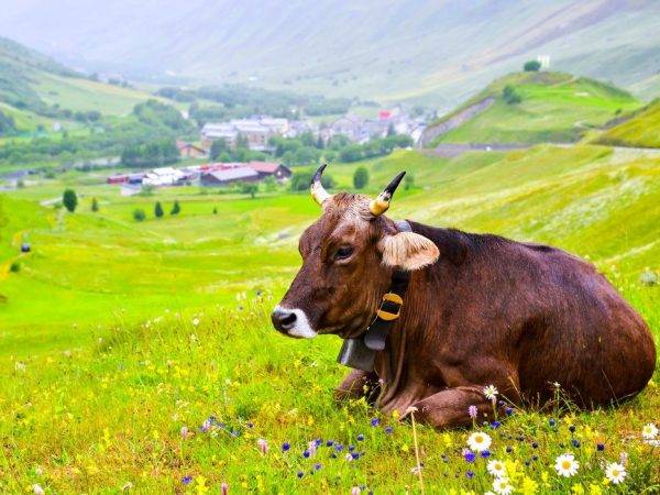 Сколько живут коровы на личном подворье и ферме, продолжительность жизни
