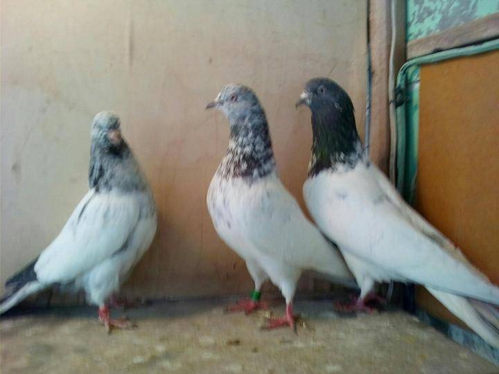 Особенности пакистанских голубей