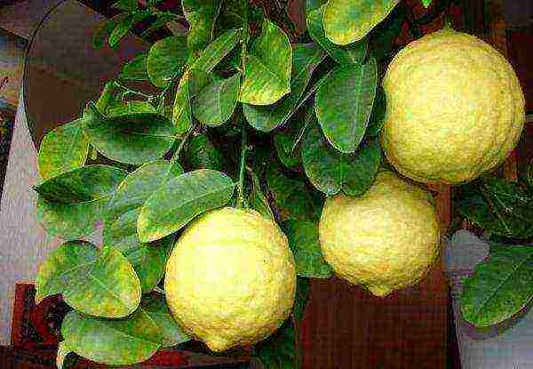Лимон пандероза: описание сорта и уход в домашних условиях