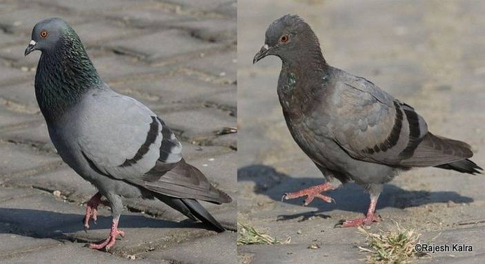 Птенец голубя: как выглядит, чем кормить, где голуби их держат