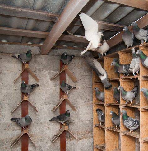 Гнёзда для голубей: обустройство голубятни