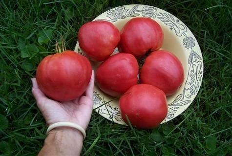 Характеристика сорта томатов чудо уолфорда
