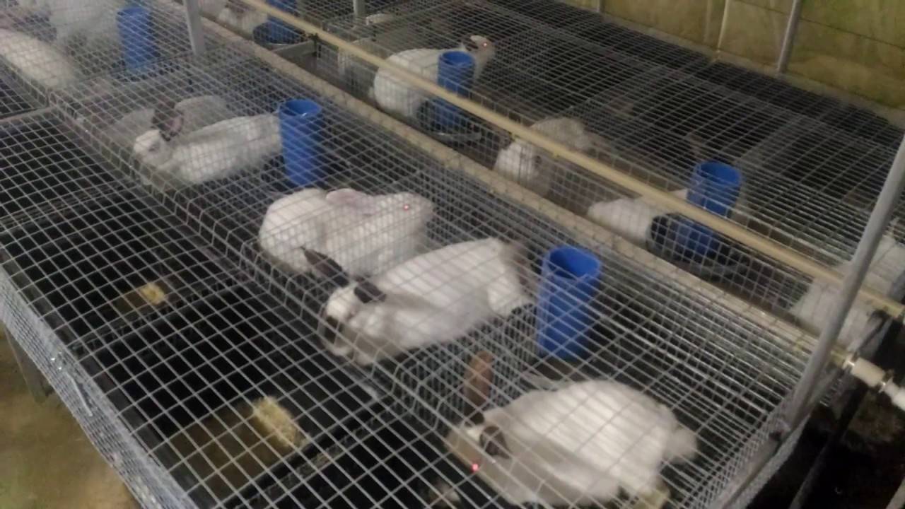 Промышленные клетки для разведения кроликов