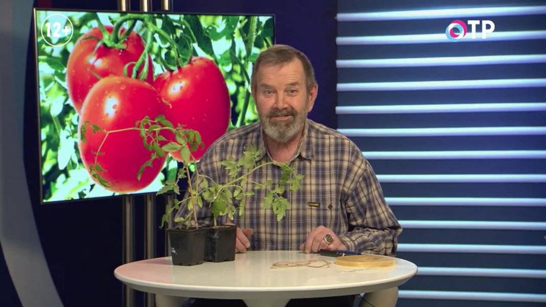 Как вырастить «помидофель»!