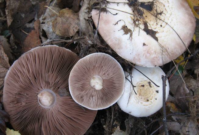 Шампиньон лесной: где встречается, как не спутать с другими грибами