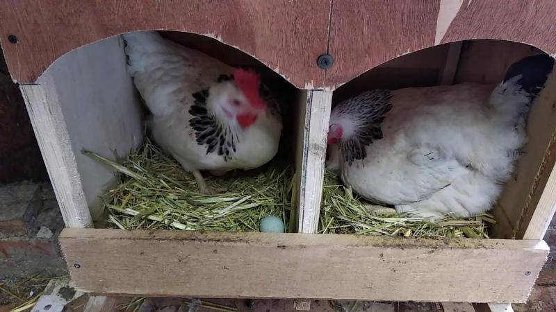 Может ли курица нести яйца без петуха, как построен ее организм