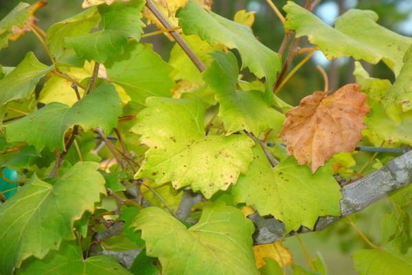 У вашего винограда желтеют и засыхают листья? узнайте, что нужно делать! | фазенда рф