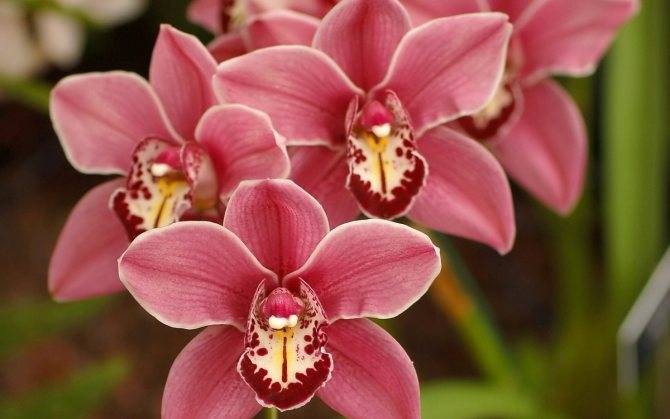 Удобрения для орхидей (49 фото): чем подкормить орхидею в домашних условиях, чтобы она цвела и давала деток? как правильно подкармливать?