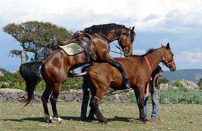 Все о спаривании лошадей: особенности размножения, случки и скрещивания лошадей