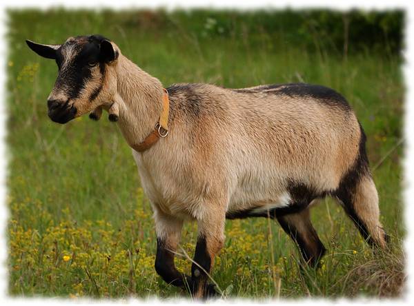 Альпийские козы: описание породы, характеристика продуктивности