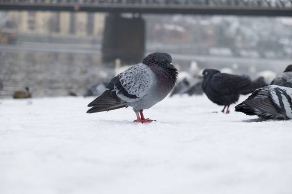 Породы голубей с фотографиями и названиями: описание и видео