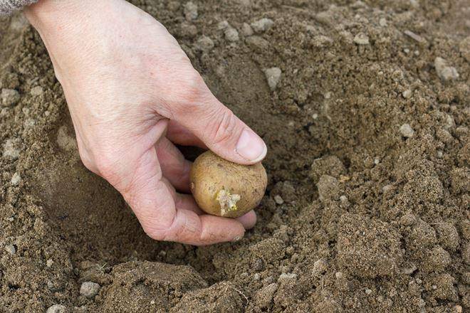 Удобрение для картофеля при посадке: какое лучше?