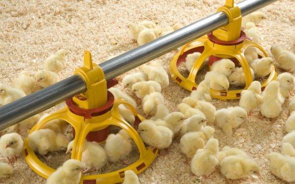Чем кормить цыплят с первых дней жизни в домашних условиях
