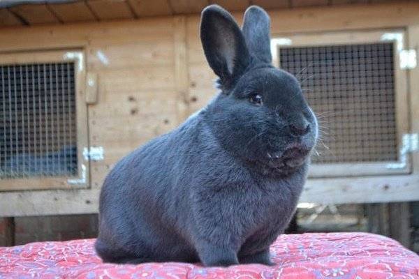 Венский голубой кролик: описание и характеристики