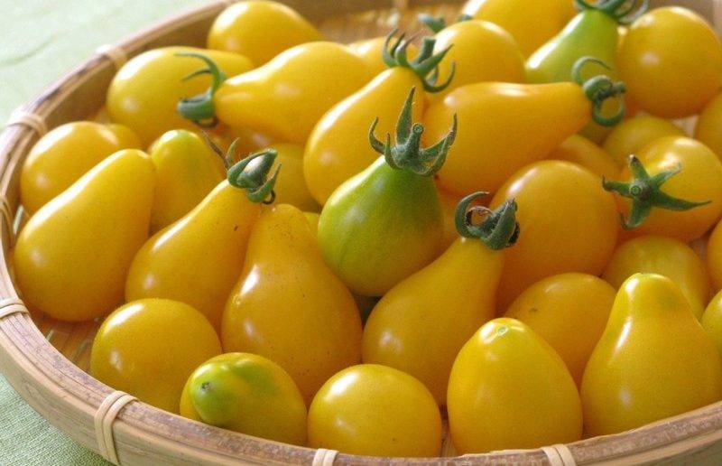 Медовая капля томат: характеристика и описание сорта, посадка и уход