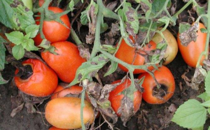 Почему чернеют помидоры на кусту