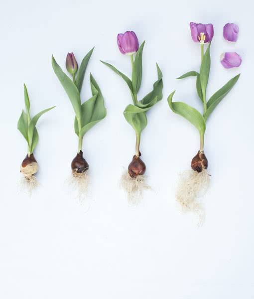 Что делать, когда отцвели тюльпаны: советы бывалых дачников