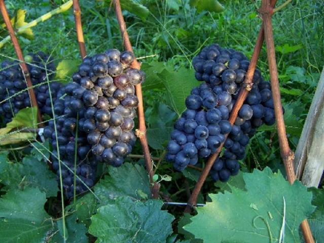 Виноград «шахтер» (дар афродиты): характеристика и описание сорта, описание гроздей с фото