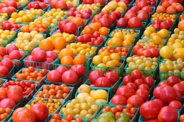 Можно ли сажать помидоры для открытого грунта в теплицу: чем отличаются сорта томатов для улицы, стоит или нет выращивать их в парнике и как нужно за ними ухаживать? русский фермер
