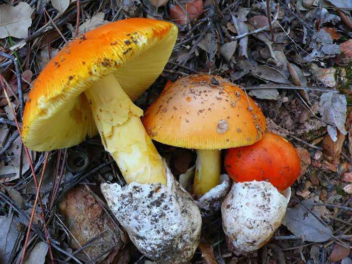 Цезарский гриб - съедобный гриб, виды, особенности, где искать и как отличить от ядовитых соседей