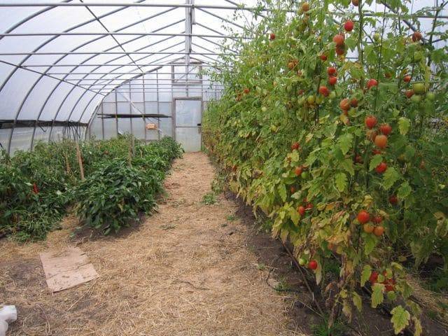 Удачное соседство: перец и помидоры в одной теплице