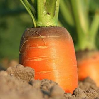 Как правильно поливать, обрабатывать и пропалывать морковь керосином от сорняков