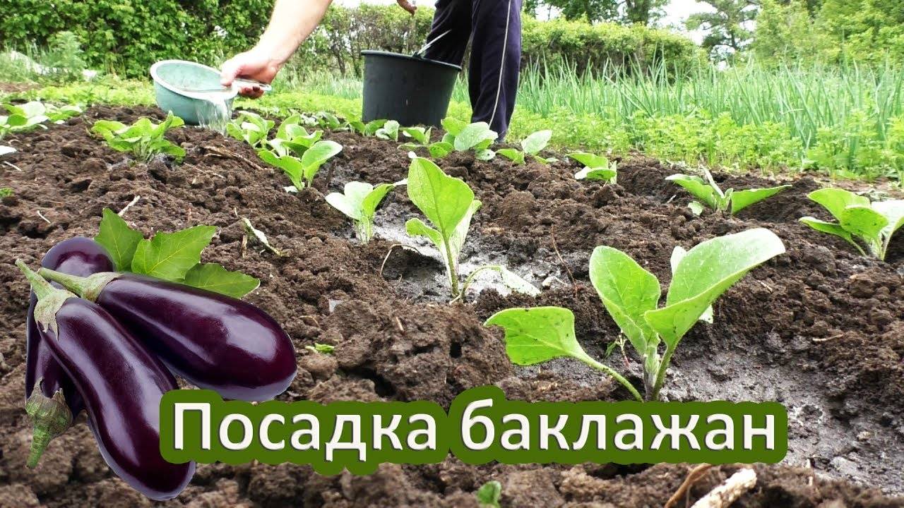 Как выращивать баклажаны в открытом грунте. высадка рассады, уход. фото — ботаничка.ru