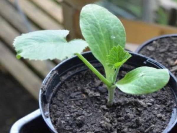 Как вырастить рассаду кабачков