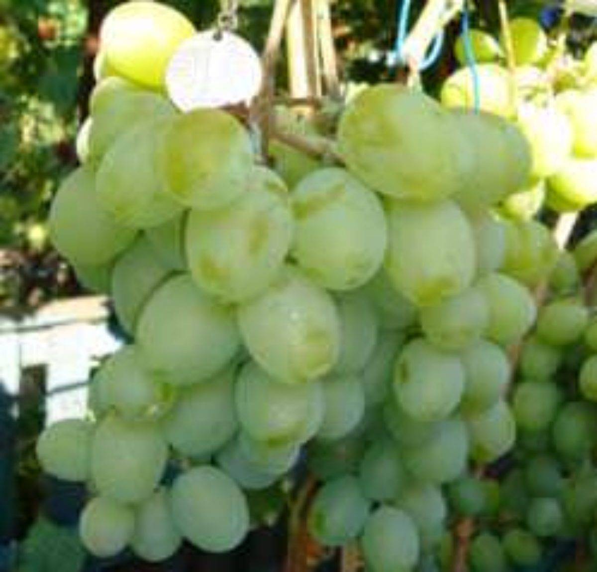 Высокоурожайный сорт винограда — «подарок магарача»