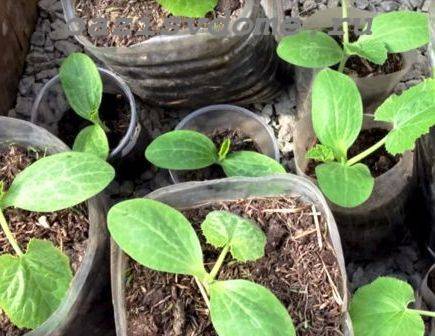 Когда и как сажать семена кабачков на рассаду в 2021 году в домашних условиях 