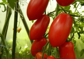 Сорта томатов сливка: описание и правила ухода