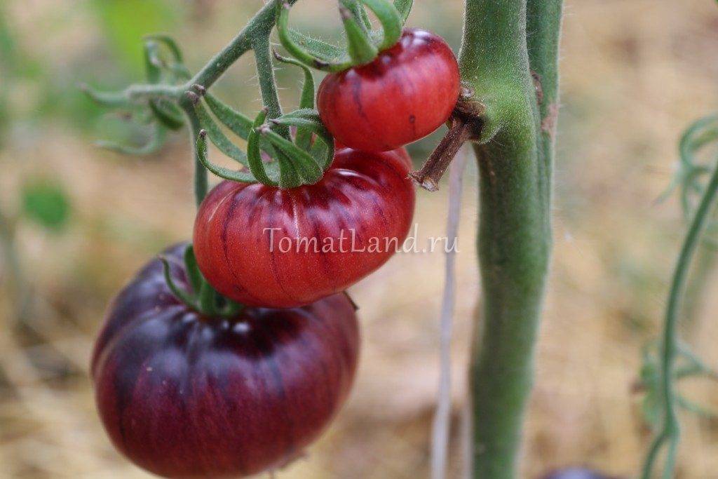Описание сорта томата синий — особенности выращивания