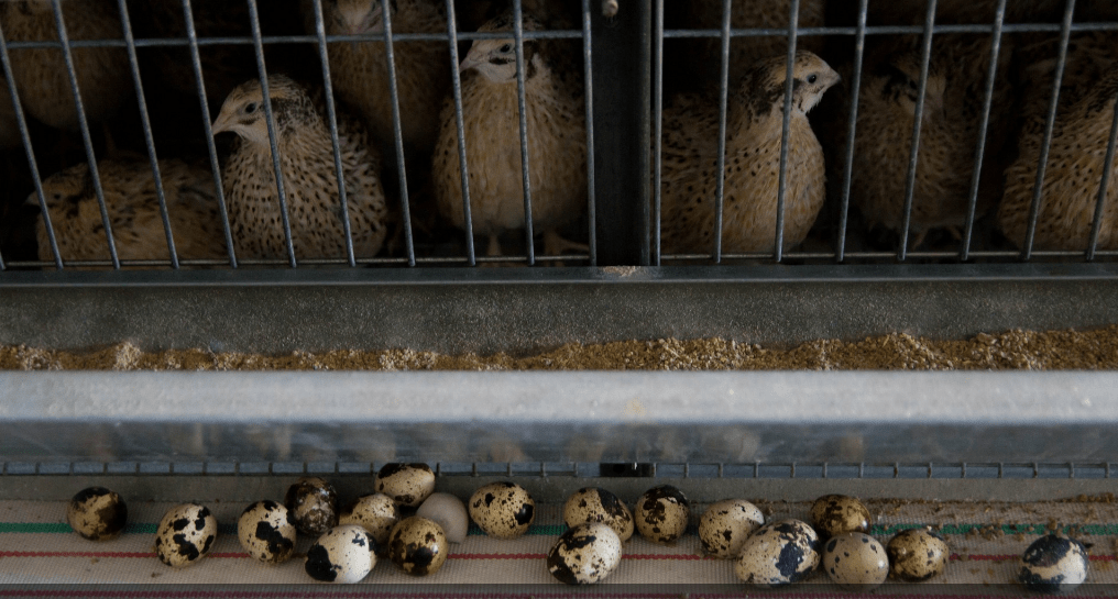 Все о перепелиной ферме: можно ли заработать на выращивании птицы