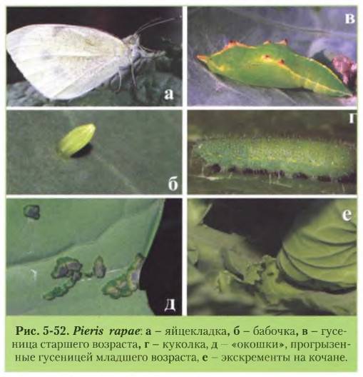 Жизненный цикл бабочки капустницы