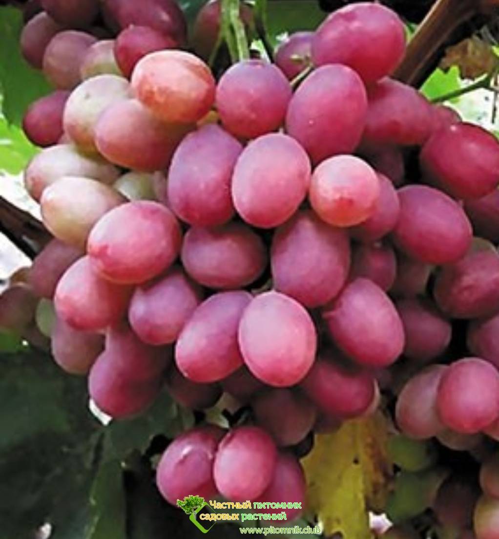 Виноград рубиновый юбилей: описание сорта, фото, отзывы