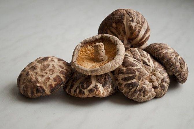 Особенности грибов шиитаке