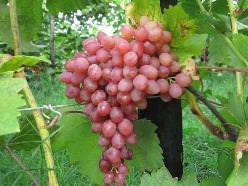 Виноград красень: описание сорта и фото, урожайность, отзывы