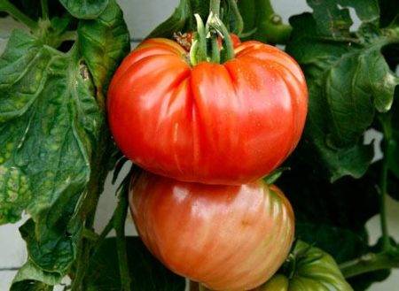 Томат "кострома": описание и характеристики гибридного сорта помидор, рекомендации по выращиванию, фото-материалы русский фермер