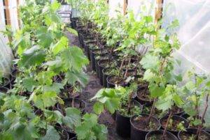✅ выращивание винограда в контейнерах - питомник46.рф