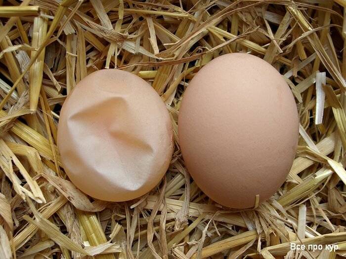 Почему курица несет яйца без скорлупы в пленке: причины и что делать