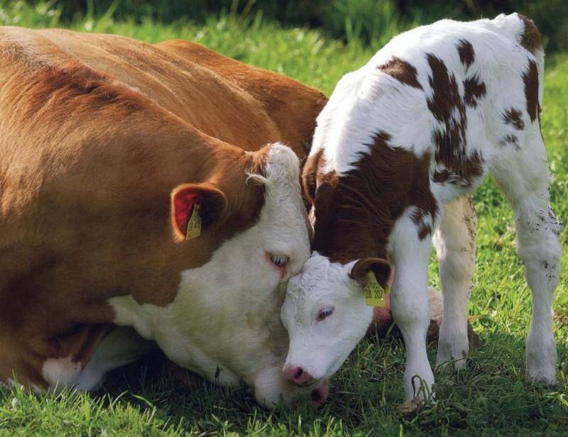 Ярославская порода коров: история происхождения, описание и внешние признаки, продуктивность