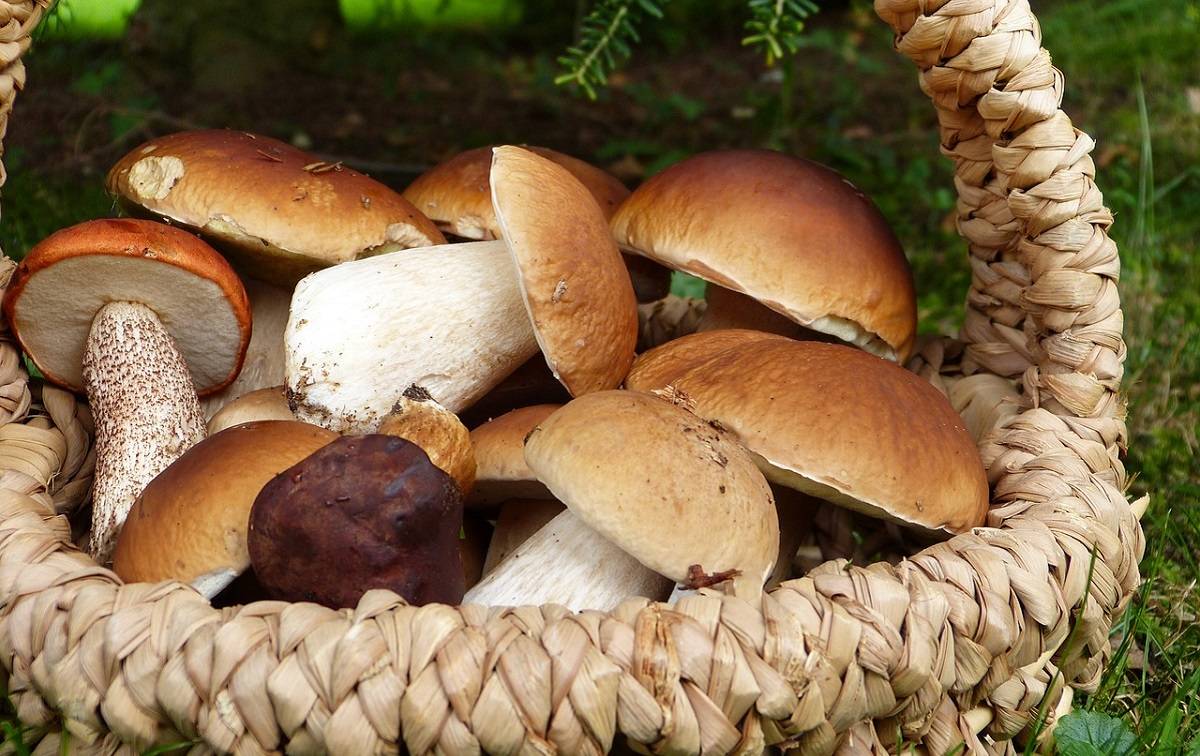 Нужно ли чистить белые грибы - лучший огород