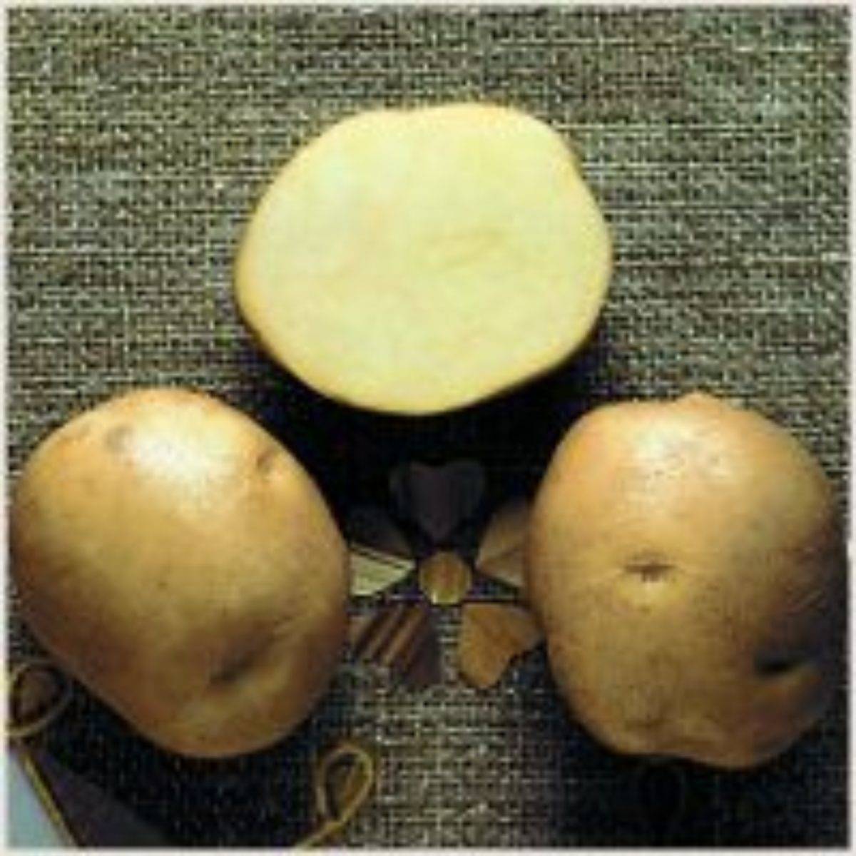 Картофель родриго: описание сорта, характеристики